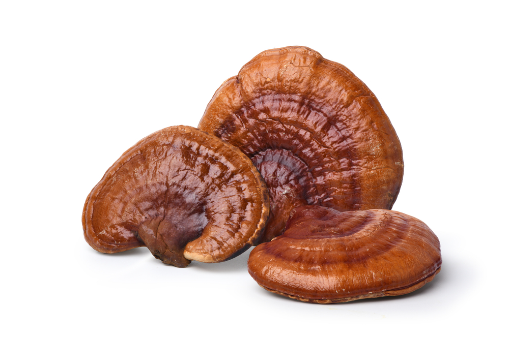 Punane,Reishi,Seen,Isoleeritud,On,White,Background.,Clipping,Path.