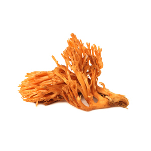 hõljumine cordyceps1