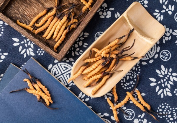 7 vga llatavat fakti Cordyceps'i seene kohta